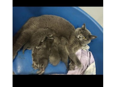 British shorthair kedilerimiz