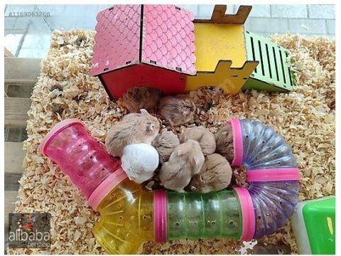 Gonzales hamster yavru yetişkin