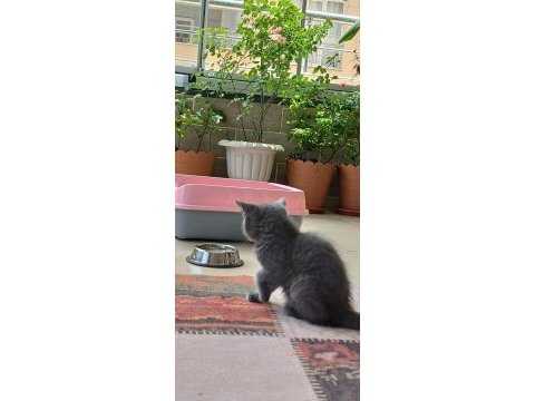 4 aylık british