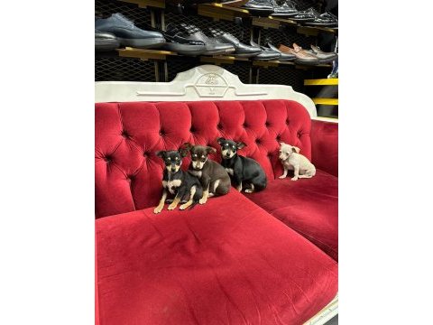 %100 ırk garantili pinscher yavruları