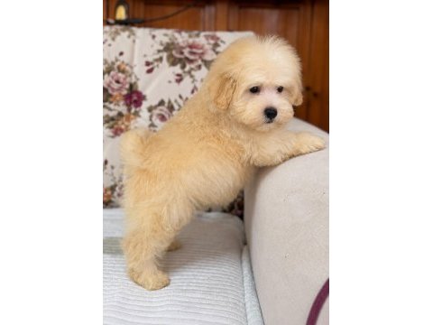 Biblo maltipoo oğlumuz