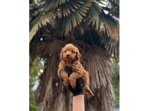 Safkan red toy poodle