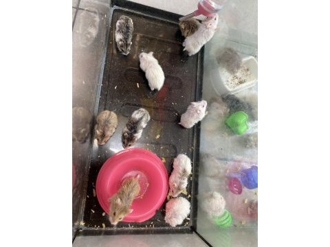 Gonzales hamsterler yavru-erkek-dişi hepsi mevcut