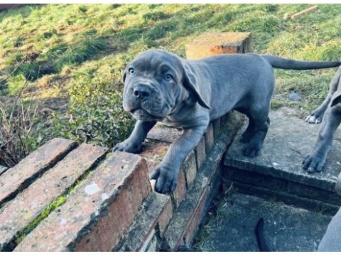 Sağlık ve ırk garantili cane corso yavru