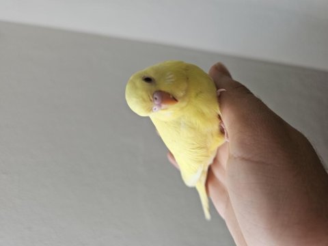 4 tane yeni yeme düşmüş 3 lutino 1 cremio kuşumuz