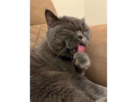 4 yaşında erkek british shorthair