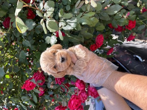 Irk garantili orijinal maltipoo yavrular