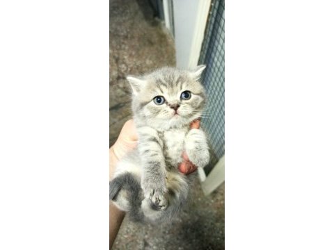 Kedimiz şirin anne oldu