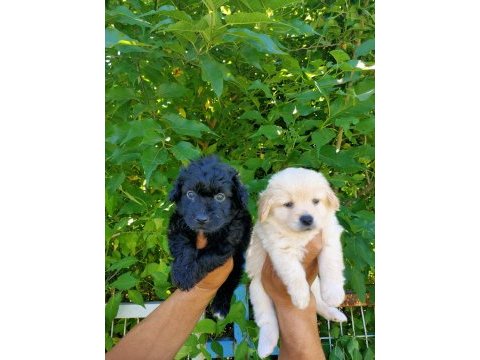 Siyah ve beyaz maltipoo yavrularım