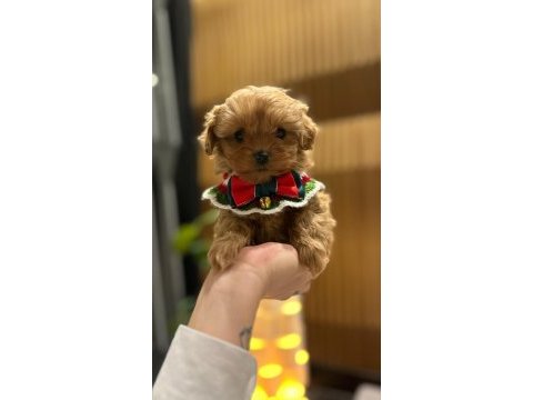 Dünya tatlısı maltipoo yavrularımız mağazamızdan