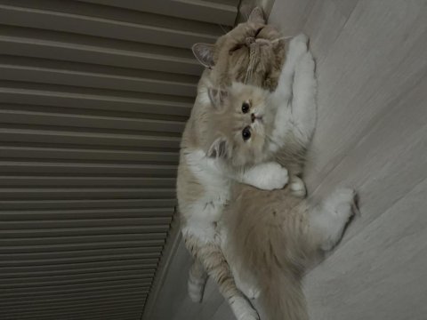 Sakin uysal bir exotic shorthair kedidir