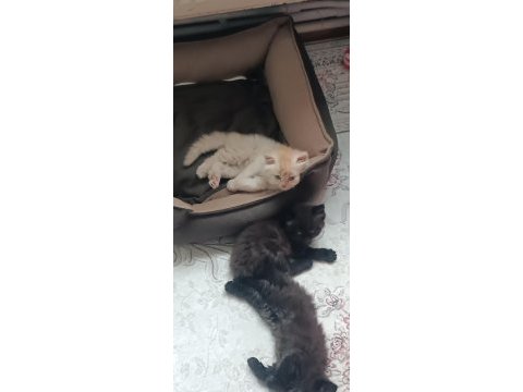 Çikolata ve karamel persian