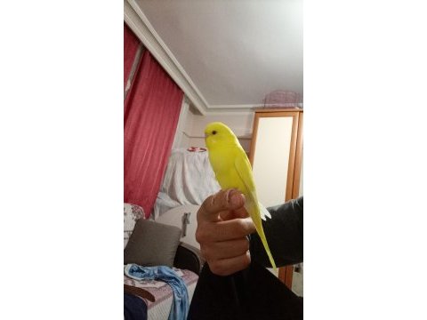 Yavru ve yetişkin muhabbet kuşu