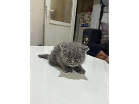 British shorthair gri ve beyaz yavru (dişi)