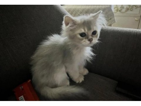 3 aylık british longhair erkek yavru