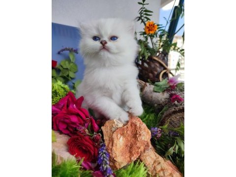 Full şecereli british longhair yavrular
