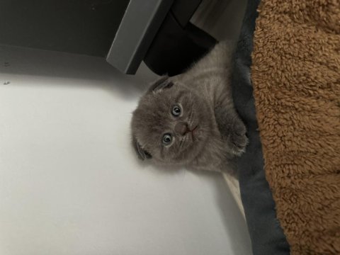 2 aylık yavru scottish fold kediler