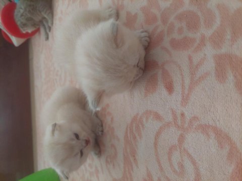 British shorthair 0-3 aylık