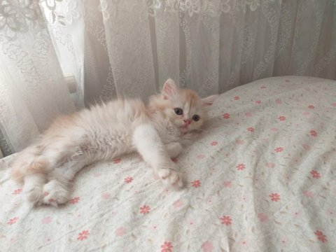 Şivava prenses yuvasını arıyor