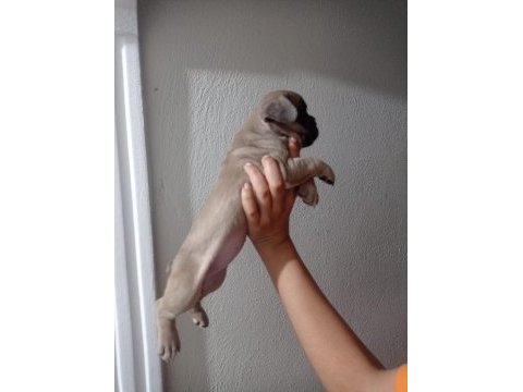 French bulldog köpeğimiz