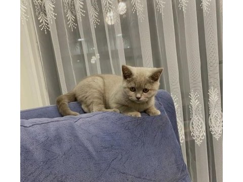 5 aylık british shorthair erkek