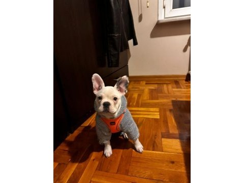 Eğitimli aşılı french bulldog