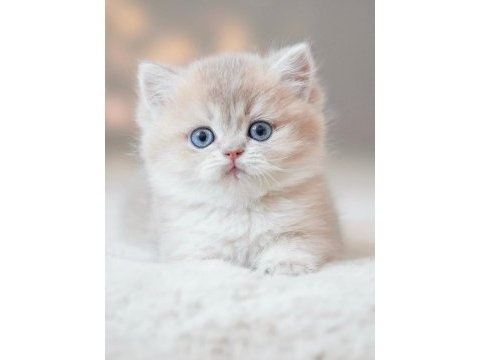 Bulunmaz rengiyle by golden british shorthair 