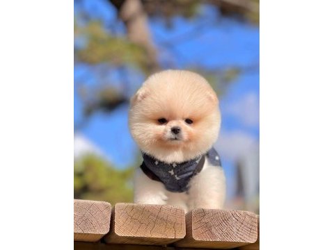 Sevimli pomeranian boo yavrularımız