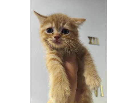 Yavru kedimiz yeni yuva arıyor