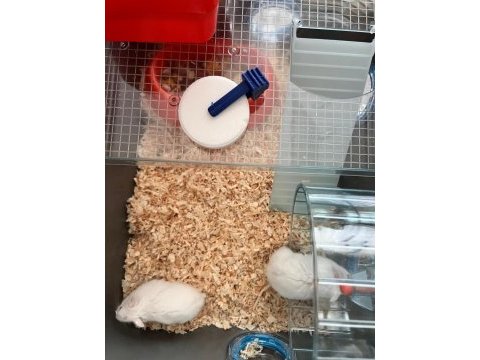 Speedy gonzales hamsterlar