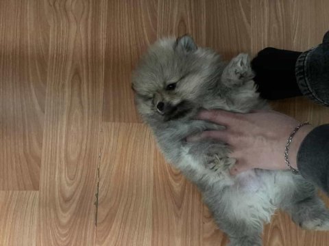 60 günlük pomeranian yavrumuz