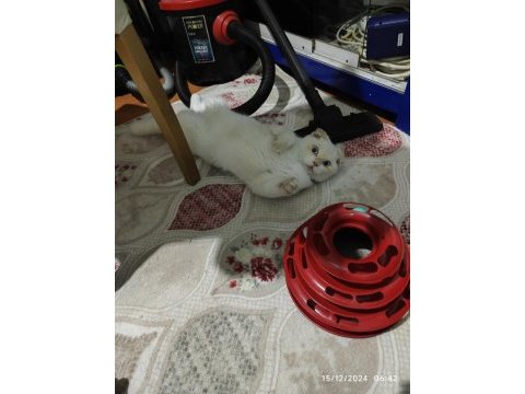 Scottish fold kedimiz