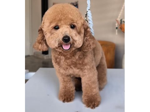 Eş ilanı köpeğimiz için