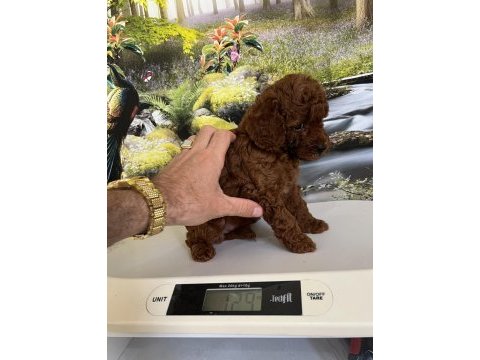 Çok tatlı orijinal toy poodle yavrusu