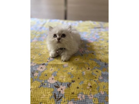 Silver point british longhair