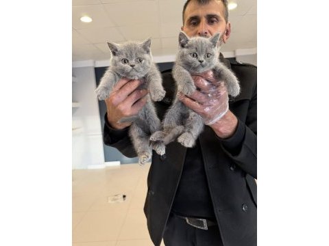 Orjinal ırk yavru kediler merkezi ankara da