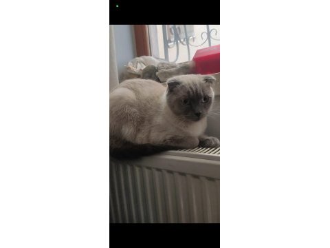 Kedimiz duman yeni sahibini bekliyor