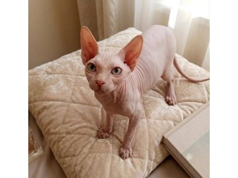 4 aylık erkek safkan sphynx