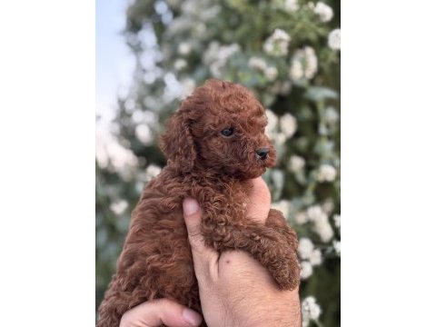 Ruhsatlı köpek çiftlinden red poodle yavrular