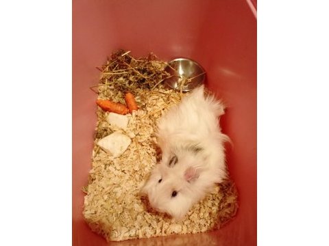Yavru dişi ginepig