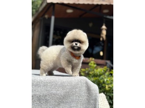 Yavru pomeranian boo köpekler