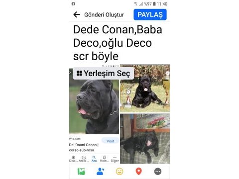 Sağlam şampiyon kanı cane corso