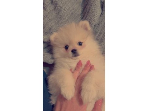 Sevimli ayı surat pomeranian boo
