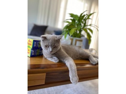 Scottish fold