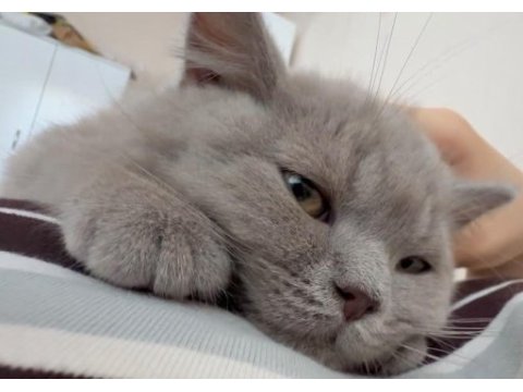Safkan british shorthair erkek yavru aşıları tam