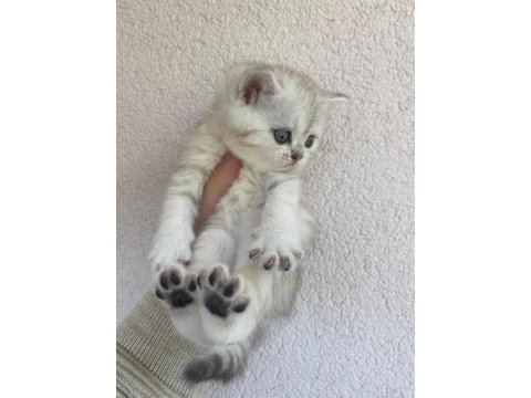 British shorthair