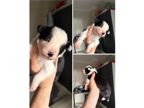 Meşhur cash in torununun border collie yavruları