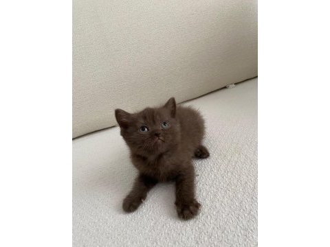 British shorthair kahverengi
