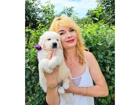 Golden retriever yavrularımız evinizin neşesi olacaktır