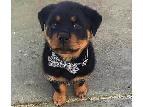 Rottweiler kapıda ödemeli çiftlik kredi kartı geçerli